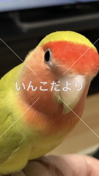 迷い鳥の写真