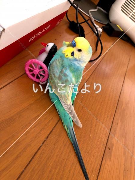 迷い鳥の写真