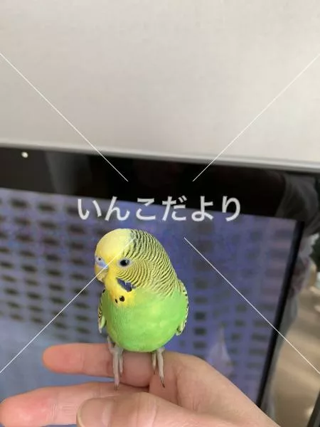 保護鳥の写真