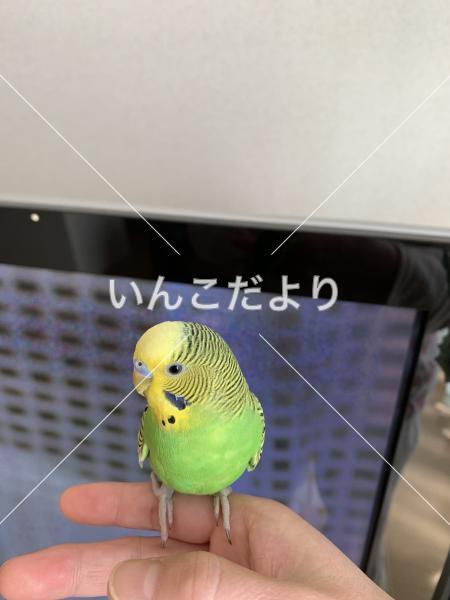 保護鳥の写真