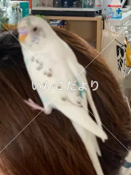迷い鳥の写真