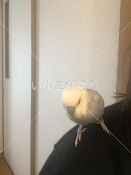 迷い鳥の写真