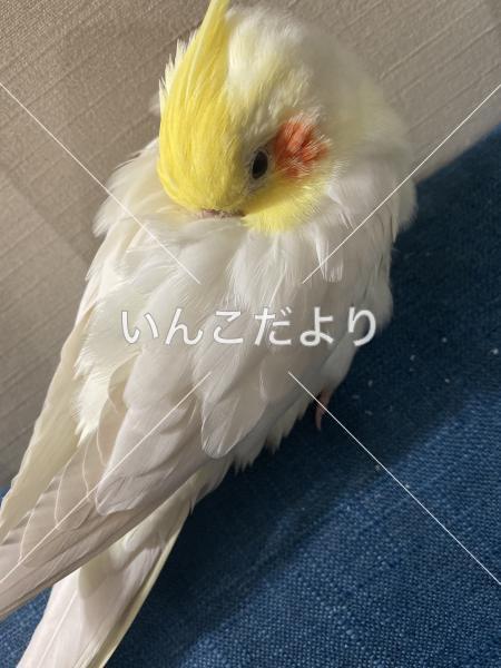 迷い鳥の写真