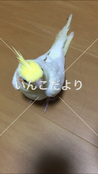 迷い鳥の写真
