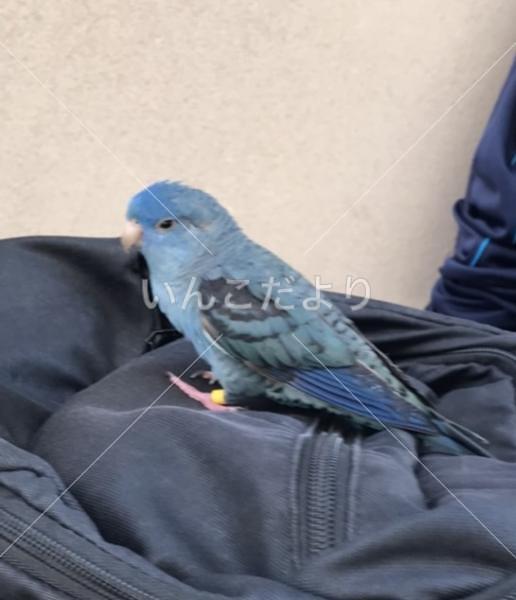 保護鳥の写真