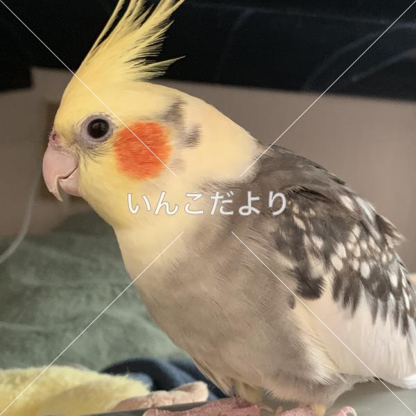 迷い鳥の写真