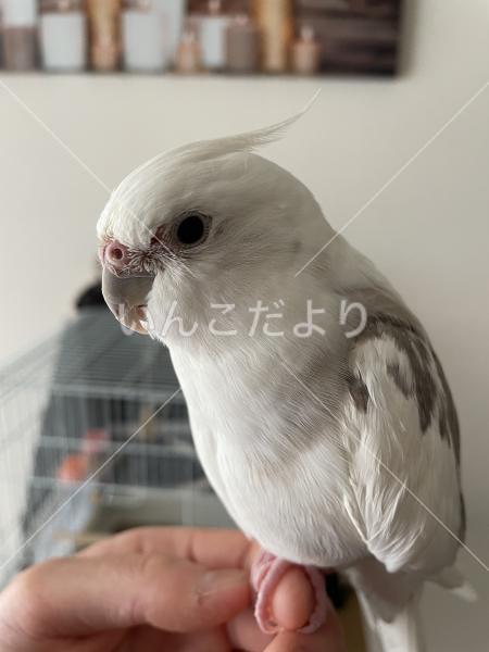 迷い鳥の写真