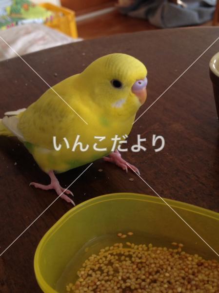 迷い鳥の写真