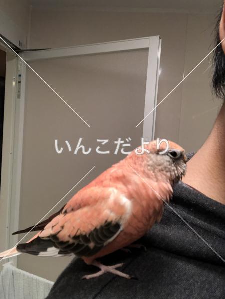 迷い鳥の写真