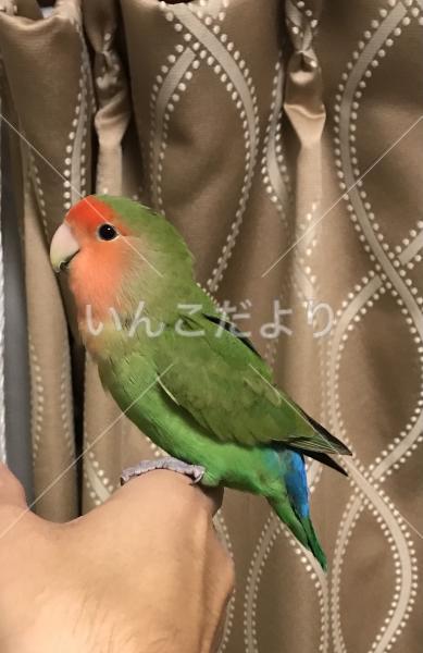 迷い鳥の写真