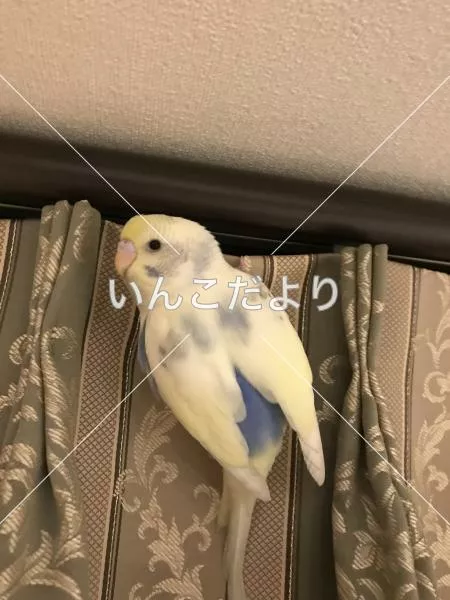保護鳥の写真