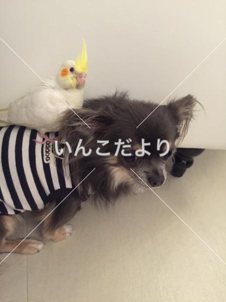 迷い鳥の写真