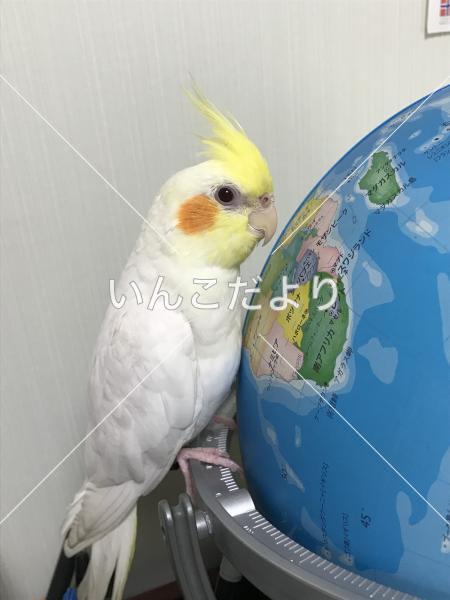 迷い鳥の写真