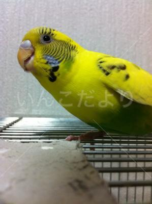 迷い鳥の写真