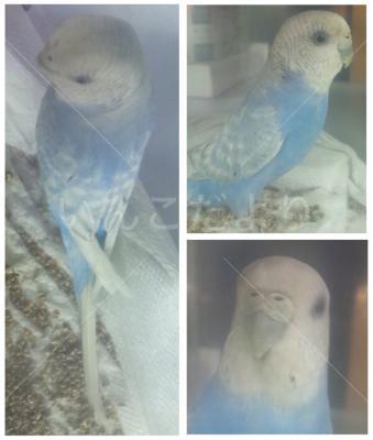 保護鳥の写真
