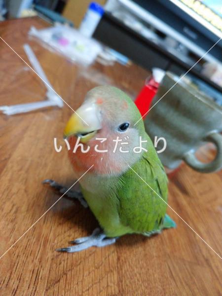 迷い鳥の写真