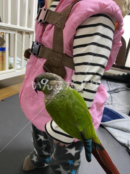 迷い鳥の写真