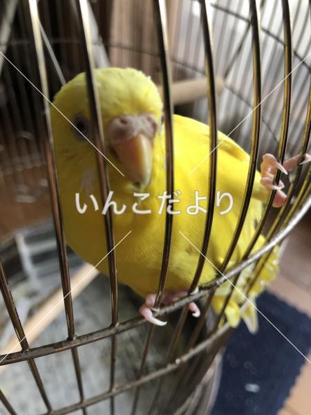 迷い鳥の写真