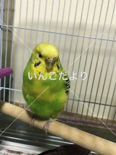 保護鳥の写真