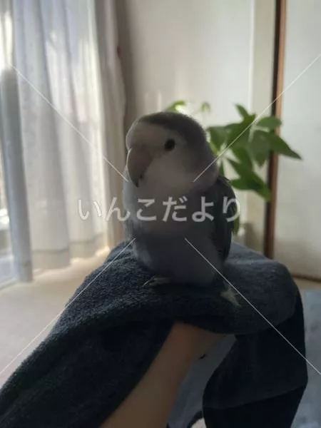保護鳥の写真