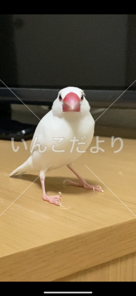 迷い鳥の写真