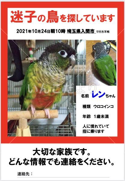 迷い鳥の写真