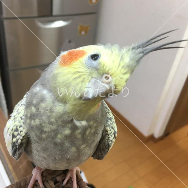 迷い鳥の写真