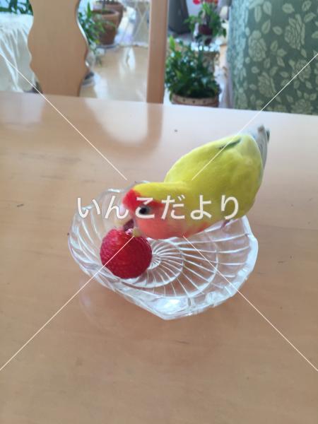 迷い鳥の写真