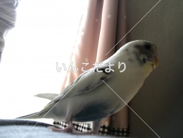 迷い鳥の写真