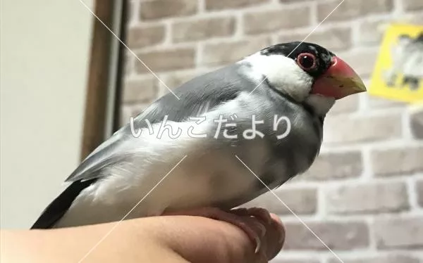 迷い鳥の写真