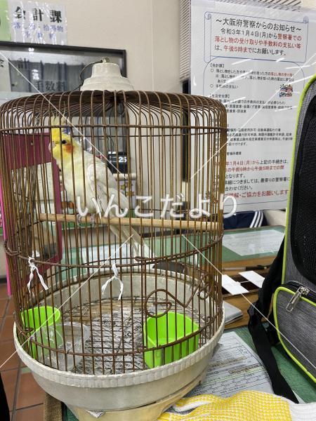 保護鳥の写真