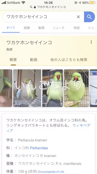 迷い鳥の写真