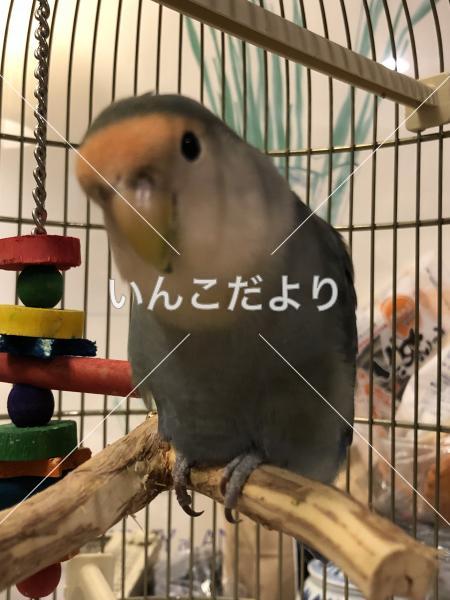 迷い鳥の写真