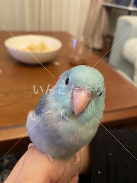 迷い鳥の写真