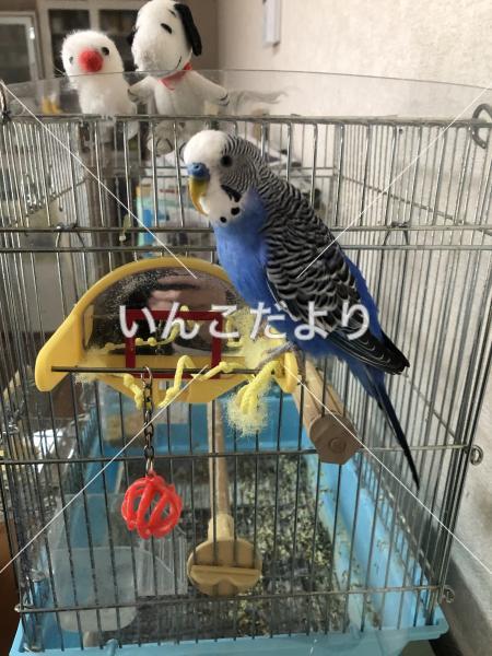 迷い鳥の写真