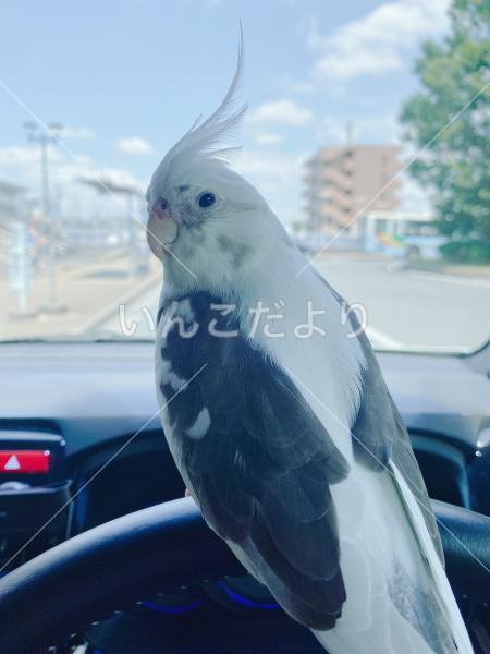 迷い鳥の写真