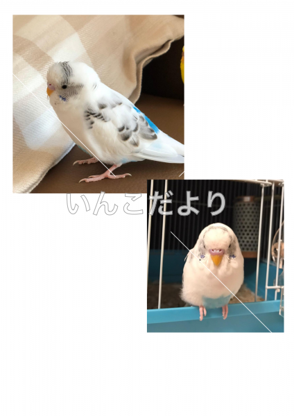 迷い鳥の写真