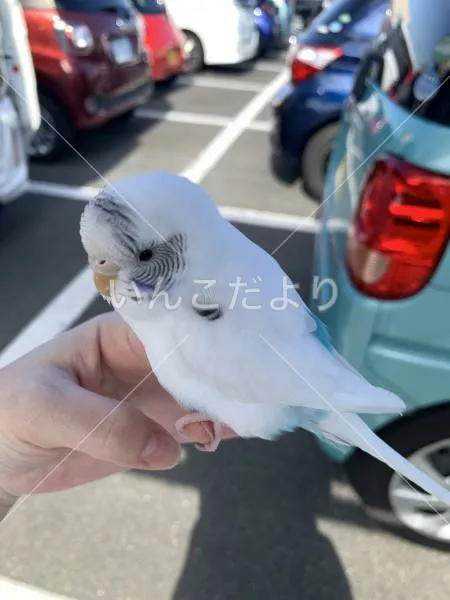 保護鳥の写真
