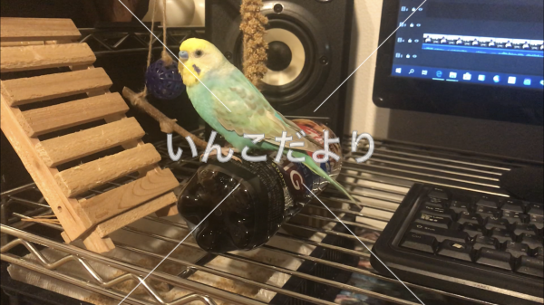 迷い鳥の写真