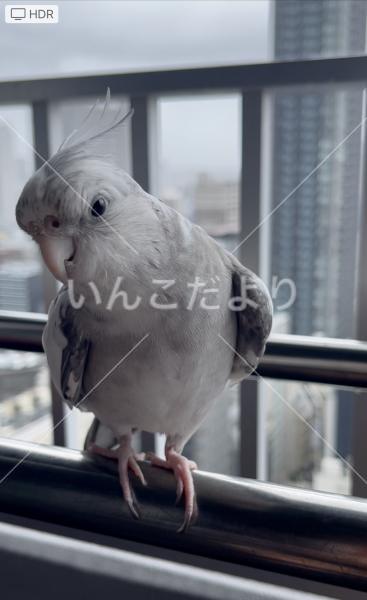 迷い鳥の写真
