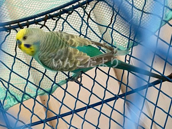 保護鳥の写真