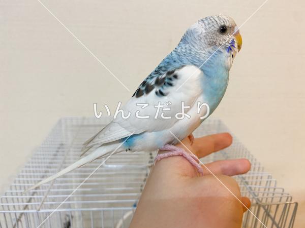 保護鳥の写真