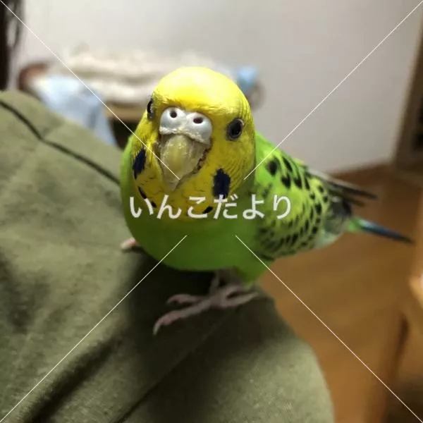 保護鳥の写真