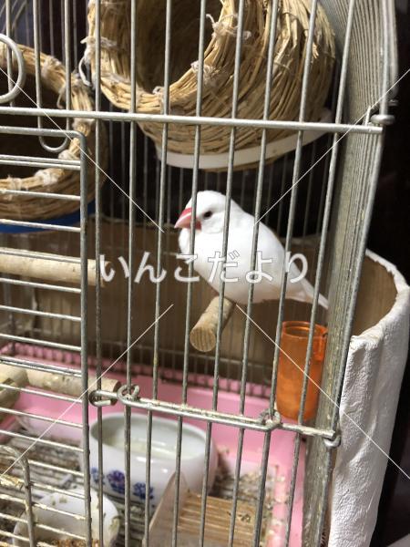 迷い鳥の写真