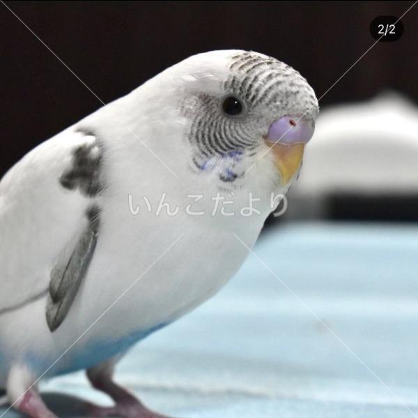 迷い鳥の写真