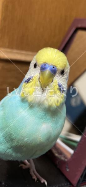 迷い鳥の写真