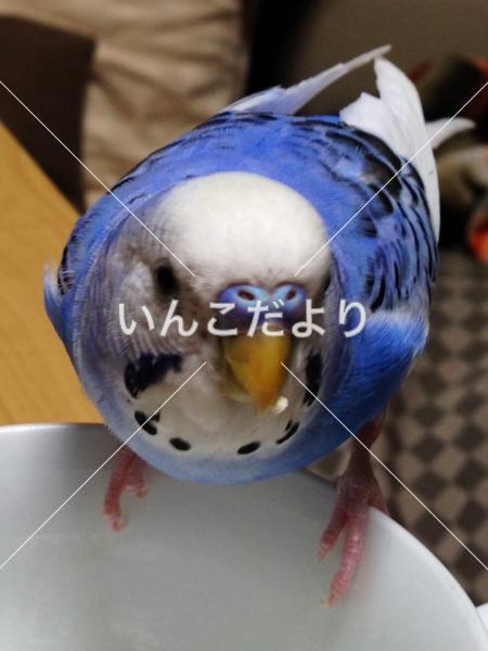 迷い鳥の写真
