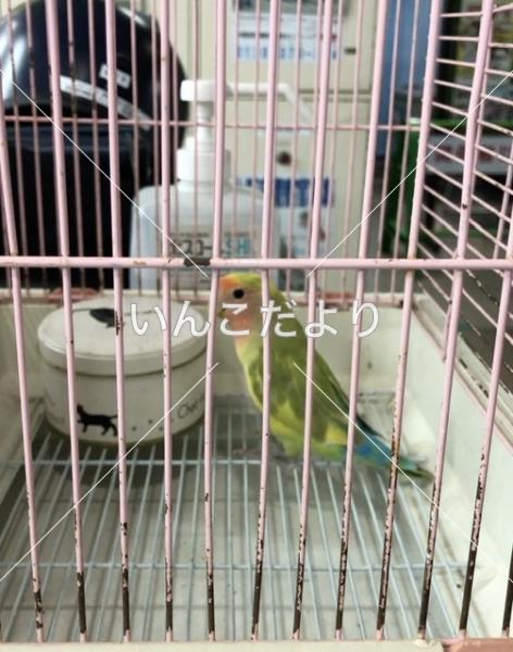 保護鳥の写真