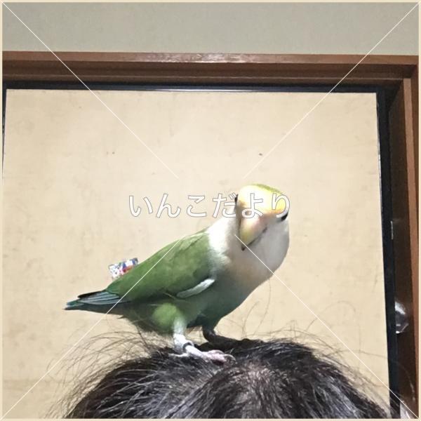 迷い鳥の写真
