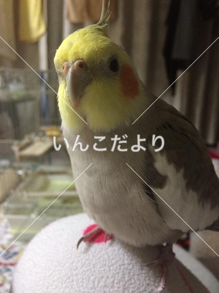 迷い鳥の写真